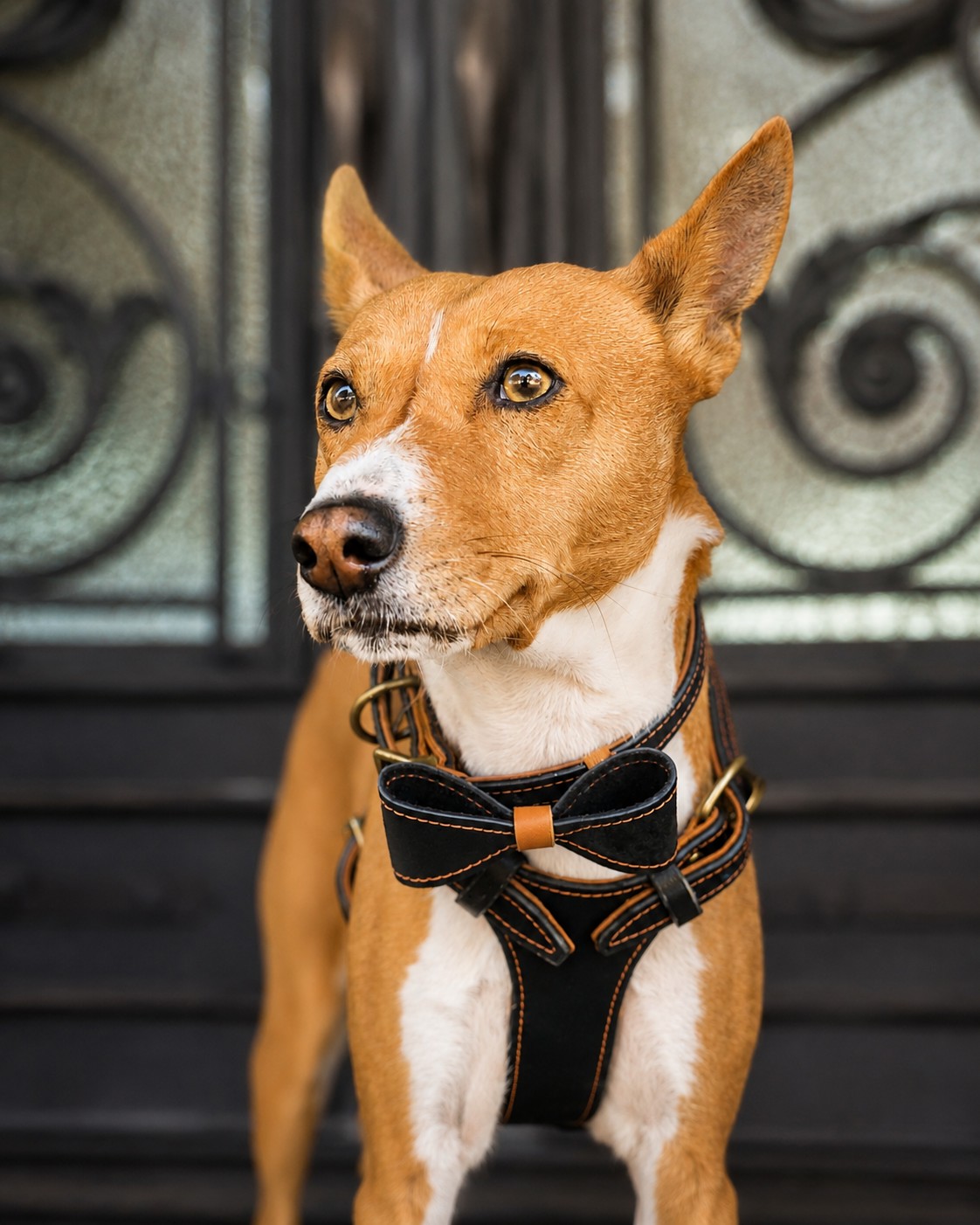 black_tan_harness_lifestyle_under_1mb